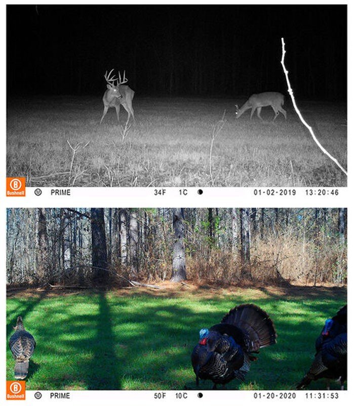 Cámara BUSHNELL Prime 24MP Low-Glow 6